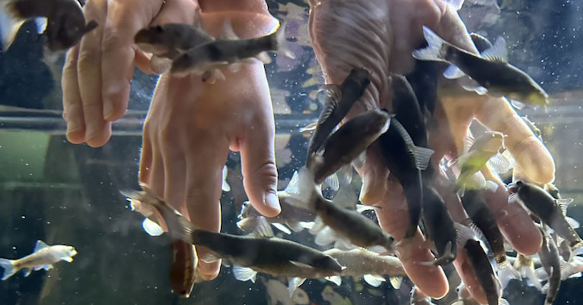 Hænder der rører ved fisk i et akvarie